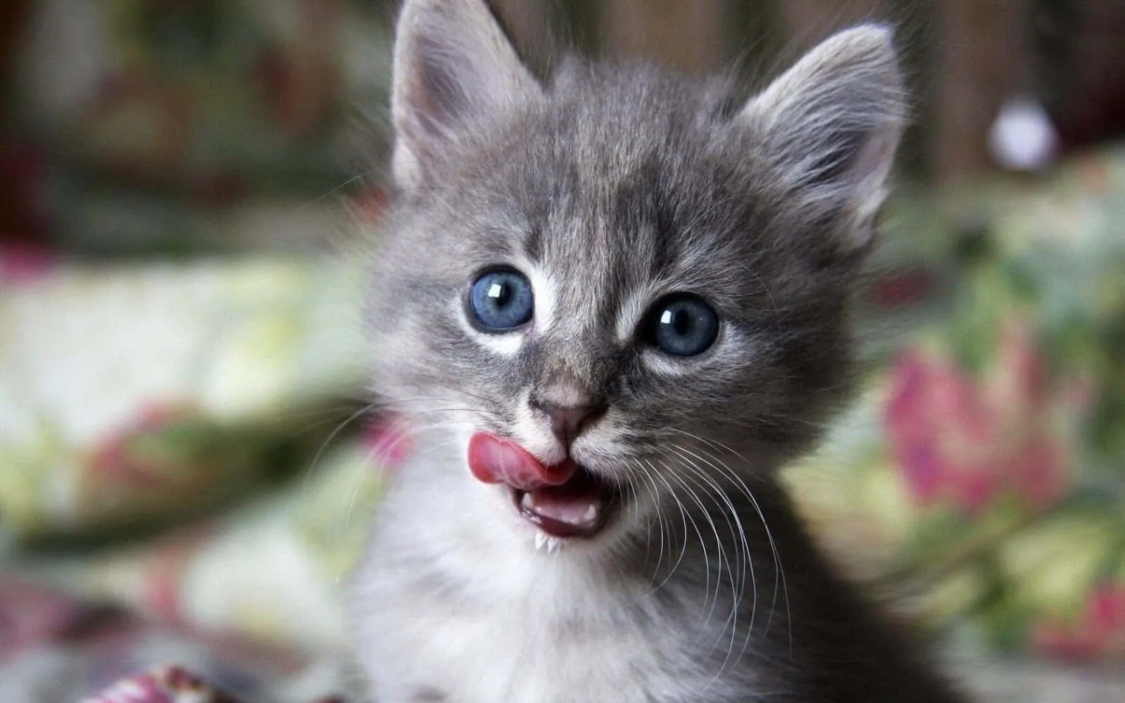 Kurt, der Katzen-Maskottchen von Random Web - eine niedliche Cartoon-Katze